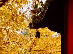-大觉寺-停车场