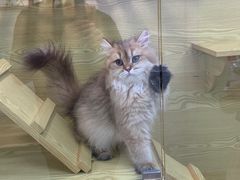 -猫十亿·布偶金渐层·曼基康矮脚猫舍(青年路店)