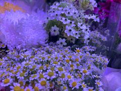 -花鸟鱼虫鲜花绿植市场(玉泉路店)