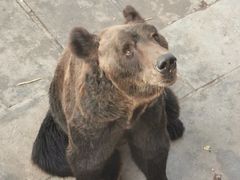 -西霞口神雕山野生动物世界