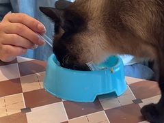 -猫小院猫主题餐厅(南锣旗舰店)