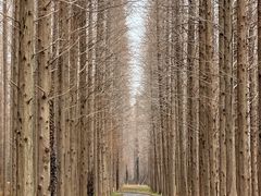 -黄海国家森林公园