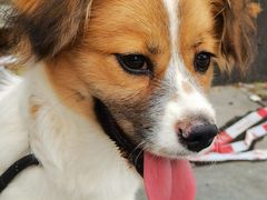 -乐琪宠物医院·犬猫专科·骨外科·急重症