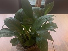 -宋益驴蹄子面肉夹馍(辛家庙店)