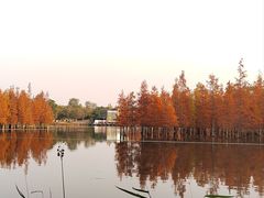 -白鹭湾湿地公园