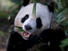 景点-成都大熊猫繁育研究基地