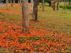 -东莞植物园