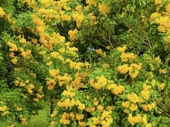 -深圳国际园林花卉博览园