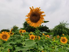 -同里国家湿地公园