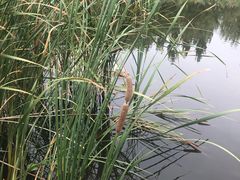 -武清南湖绿博园