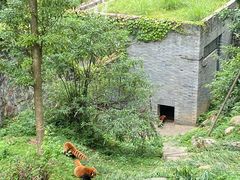 -都江堰中华大熊猫苑