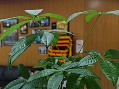 -雅悦齿科(顾村公园店)
