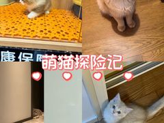 -欣宠猫屋·矮脚拿破仑·蓝金金渐层