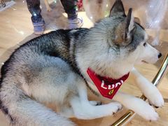 -Husky Go! 哈士奇体验馆·宠物咖啡厅狗咖