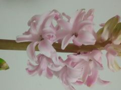 -妙思西饼(新华新玛特店)