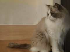 -滚猫咖啡·猫咖·猫友好撸猫(未来城店)