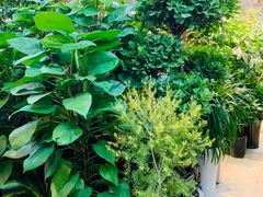 -双季花艺园艺市场(浦东店)