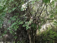 -九寨沟-树正沟