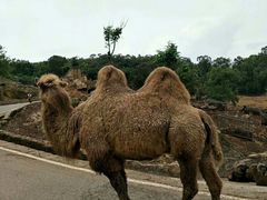 -梦幻奥陶纪景区