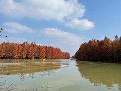 -上海海湾国家森林公园