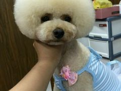 -鑫艺宠物美容培训学校