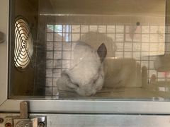 -有猫主题·治愈系猫咖(曾厝垵店)