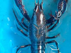 -同銮特种养殖场·龙虾垂钓