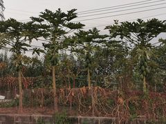-低涌(地铁站)