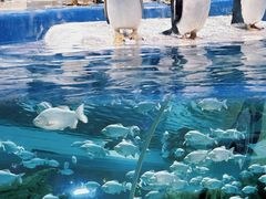 -泉城欧乐堡海洋极地世界