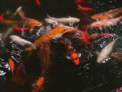 -成都杜甫草堂博物馆