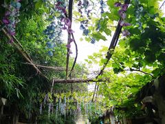 -北京呀路古热带植物园
