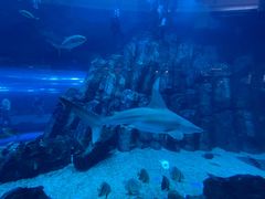 -迪拜水族馆及水下动物园
