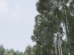 -桉树林A coffee 森林餐厅(三圣乡店)