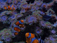 -成都浩海立方海洋公园