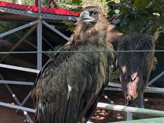 -西霞口神雕山野生动物世界