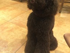 -more than meow吴止猫主题餐厅(承德 中船汇店)