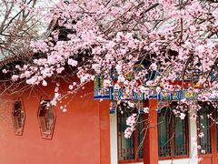 -桃花堤公园