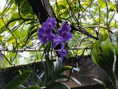 -中国科学院西双版纳热带植物园