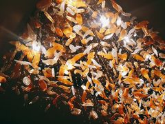 -东海朗廷酒店-唐阁T’ANG COURT 中餐厅