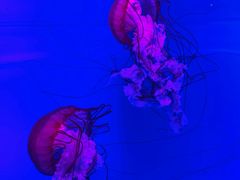 -多彩贵州城极地海洋世界