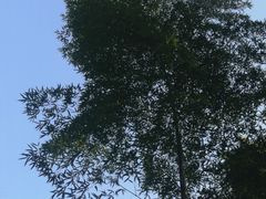 -云栖竹径
