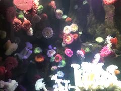 -瑞普利水族馆