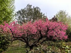 -莲花池公园