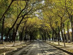 -东北农业大学饺子园