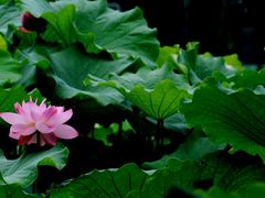 -陈家山荷花公园
