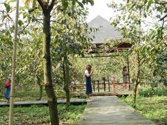 景观位采摘甜柿子-武汉世外桃源农庄