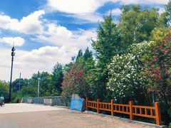 -新江湾城公园