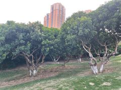-红花山公园