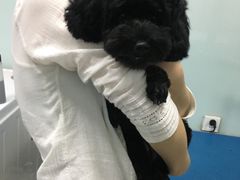 -宠颐生中康贝怡动物医院