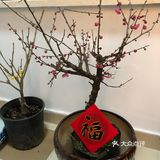 年夜饭 补文4